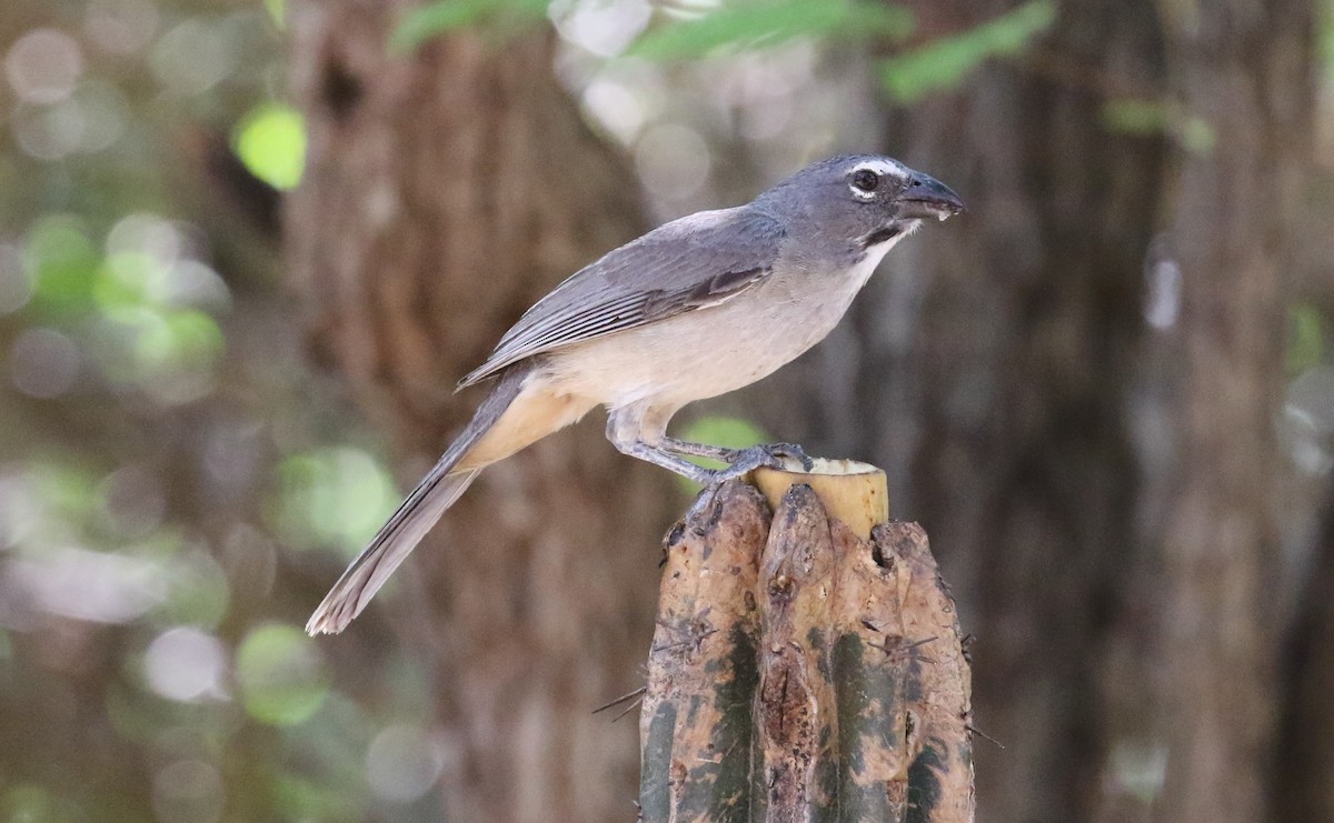 Olive-gray Saltator - ML640307743