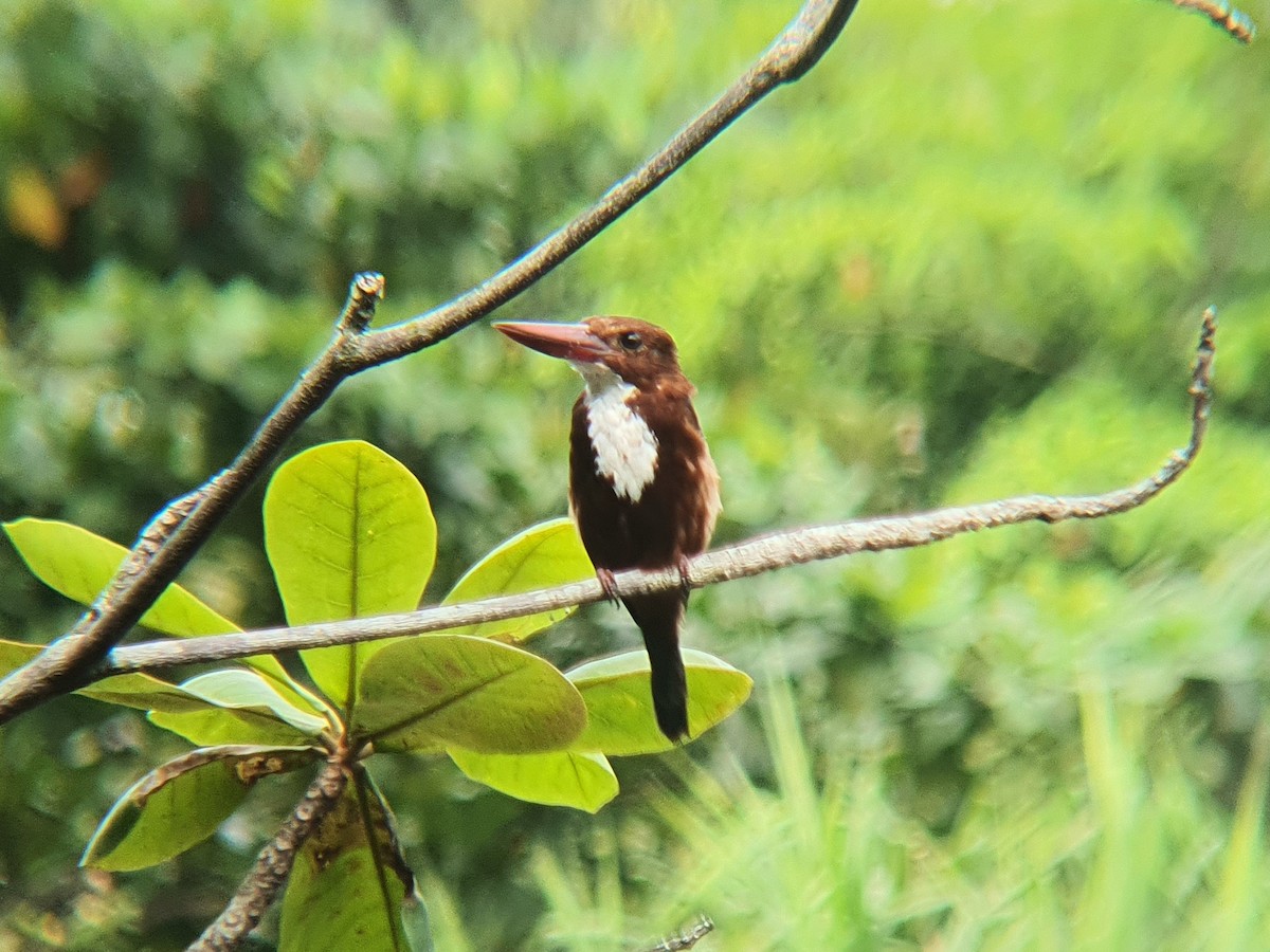 White-throated Kingfisher - ML640307751