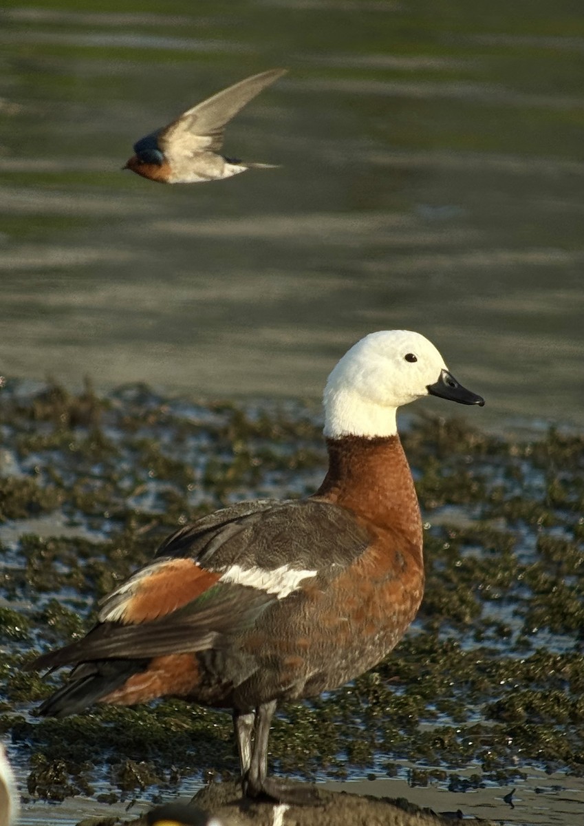 Paradise Shelduck - ML640307753