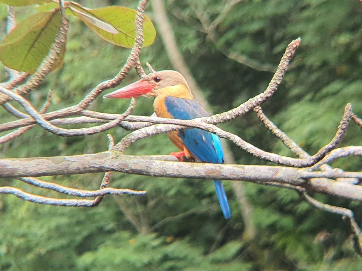 Stork-billed Kingfisher - ML640307757