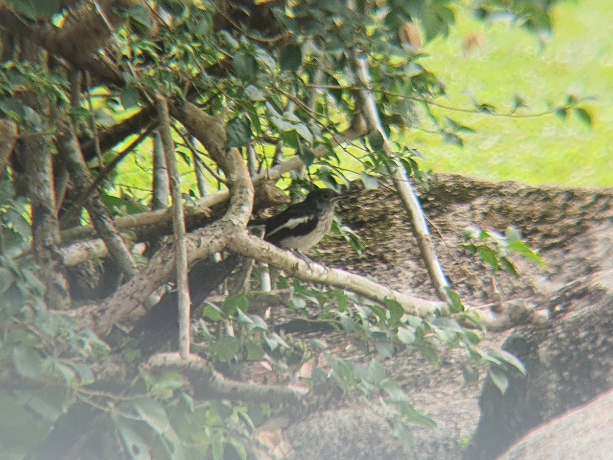Oriental Magpie-Robin - ML640307764