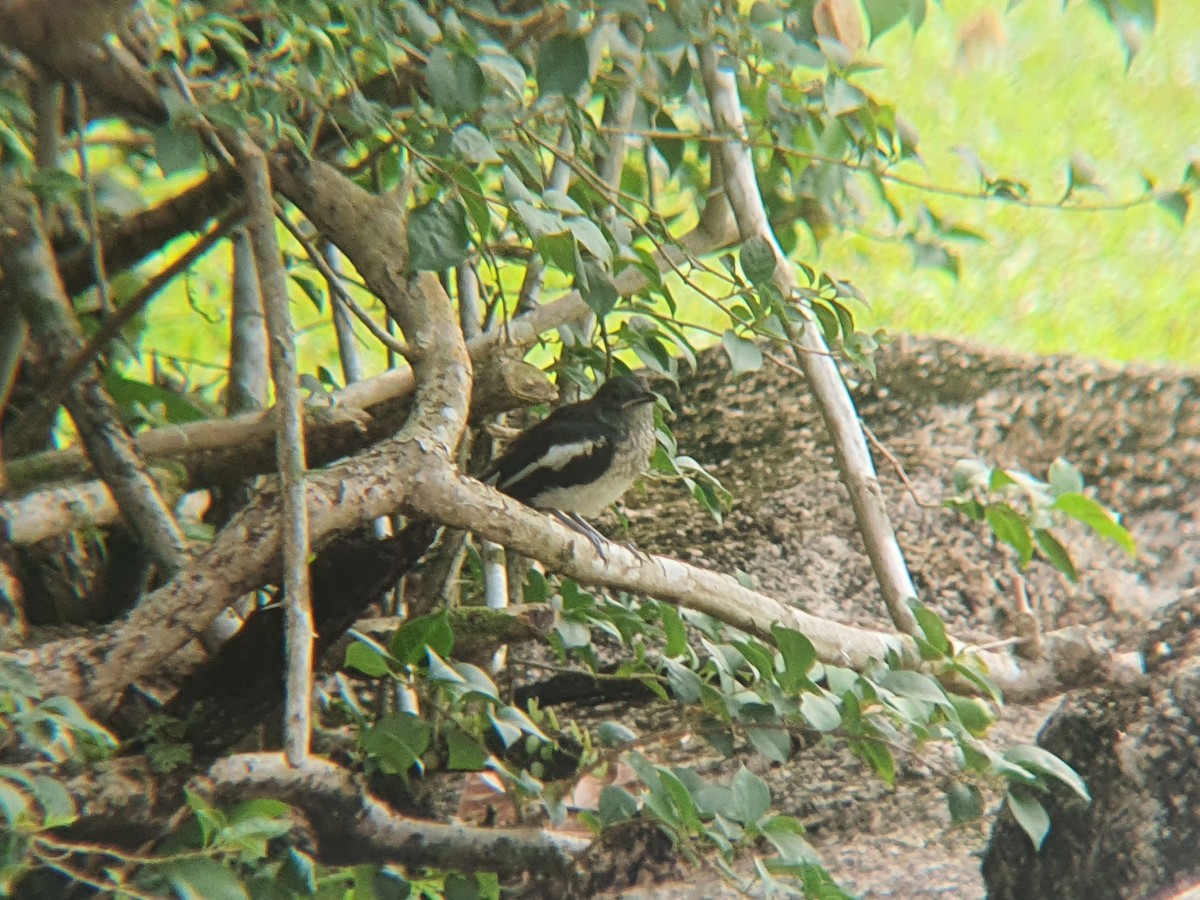 Oriental Magpie-Robin - ML640307777