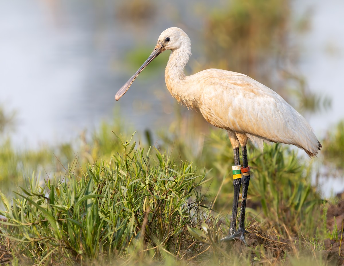 Eurasian Spoonbill - ML640307943