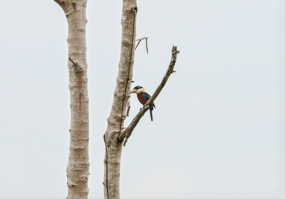 Rufous-bellied Kookaburra - ML640307970