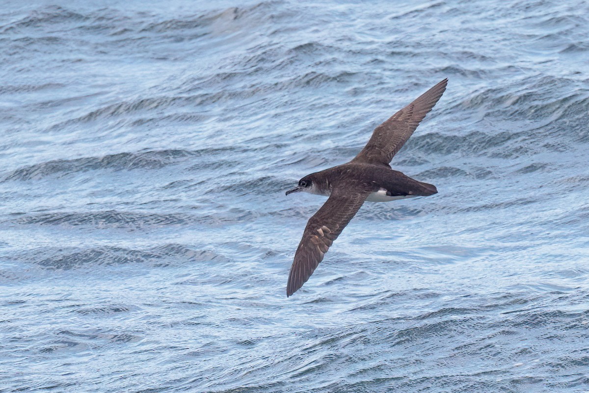 Manx Shearwater - ML640307971