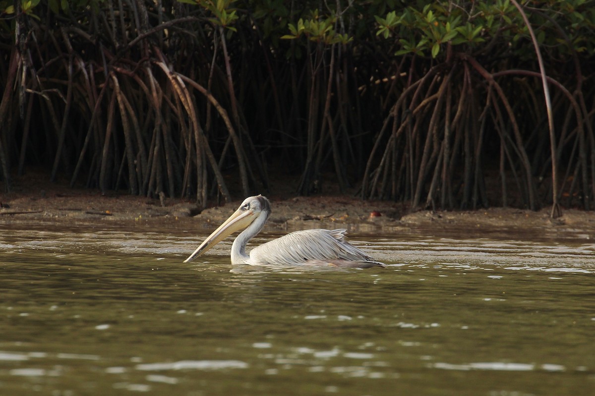 Pink-backed Pelican - ML640308024