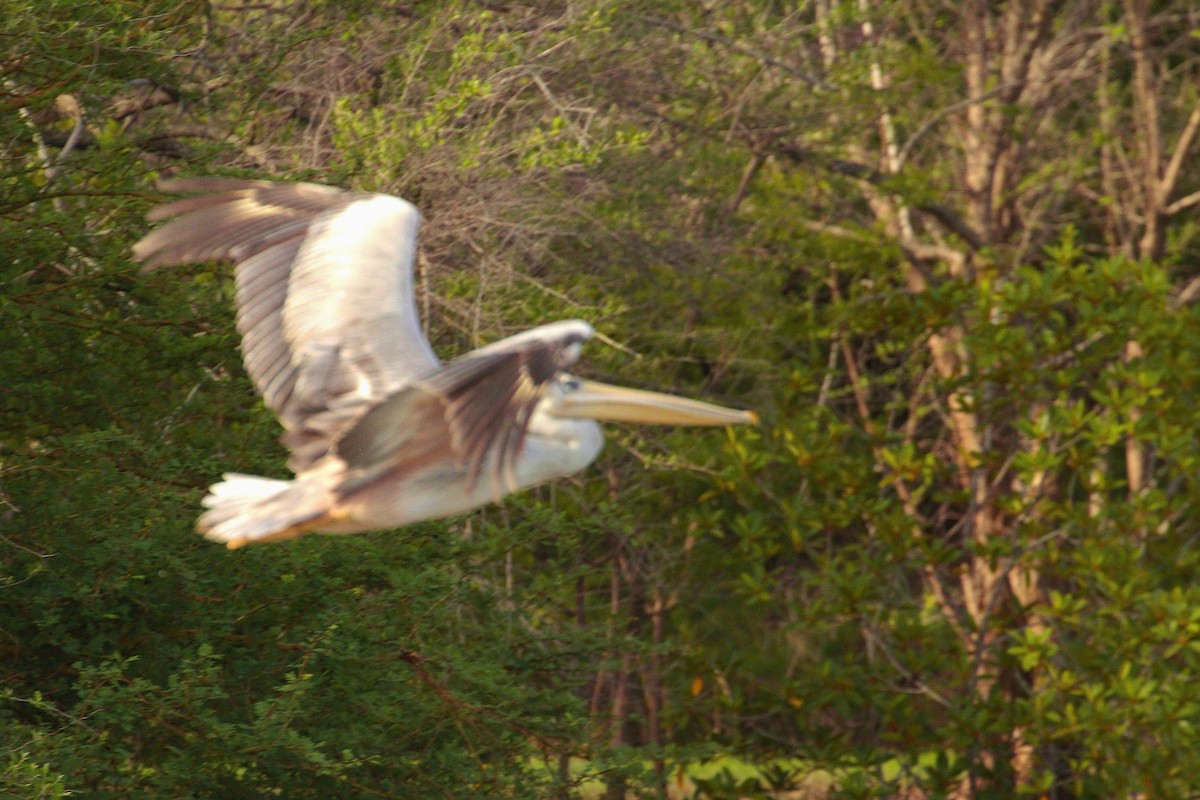 Pink-backed Pelican - ML640308032