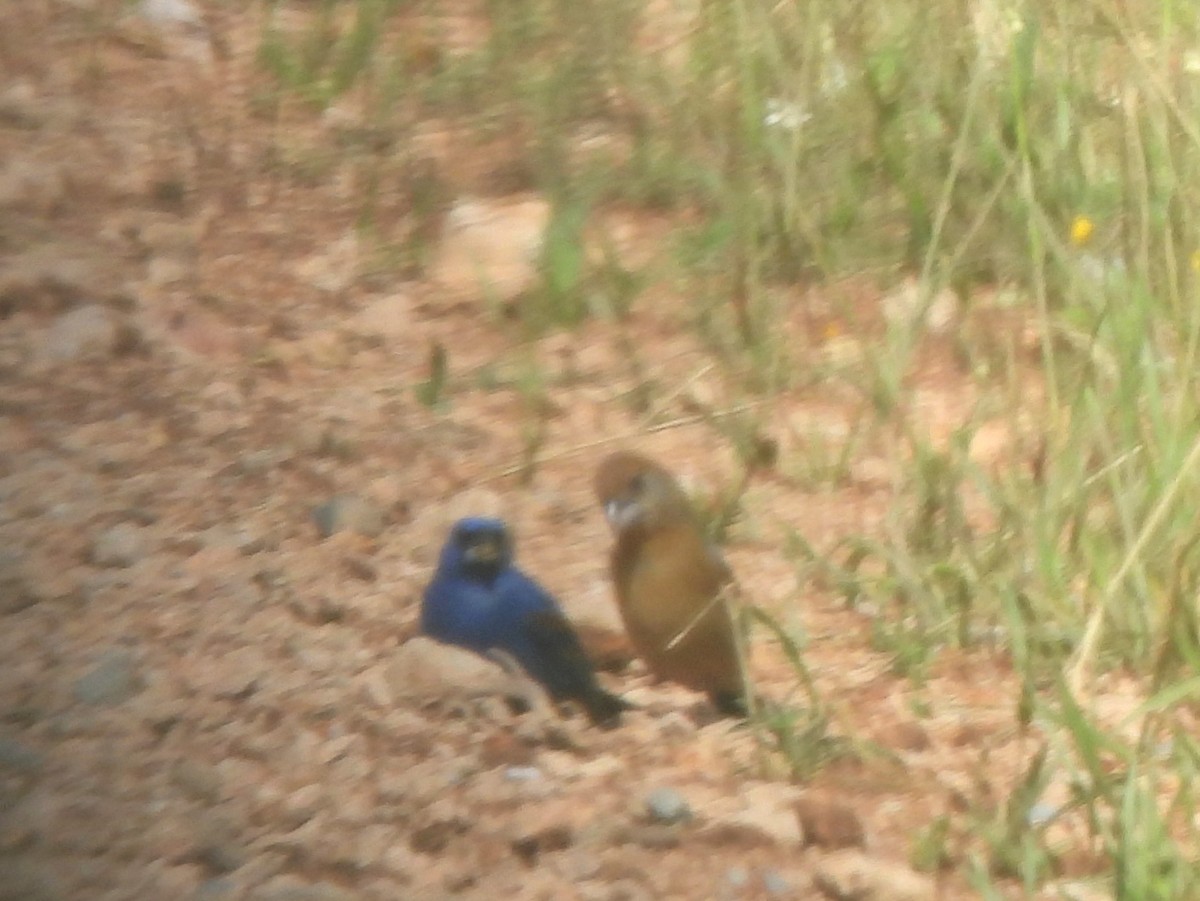 Blue Grosbeak - ML640308039