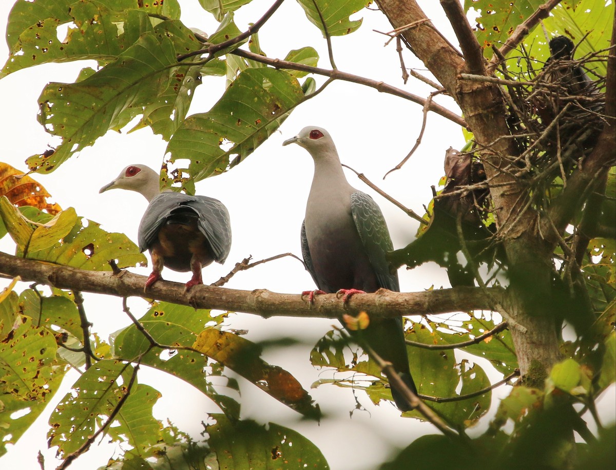 Pinon's Imperial-Pigeon - ML640308079