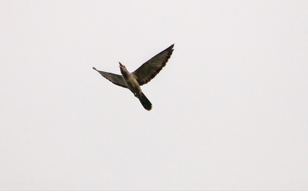 Channel-billed Cuckoo - ML640308087