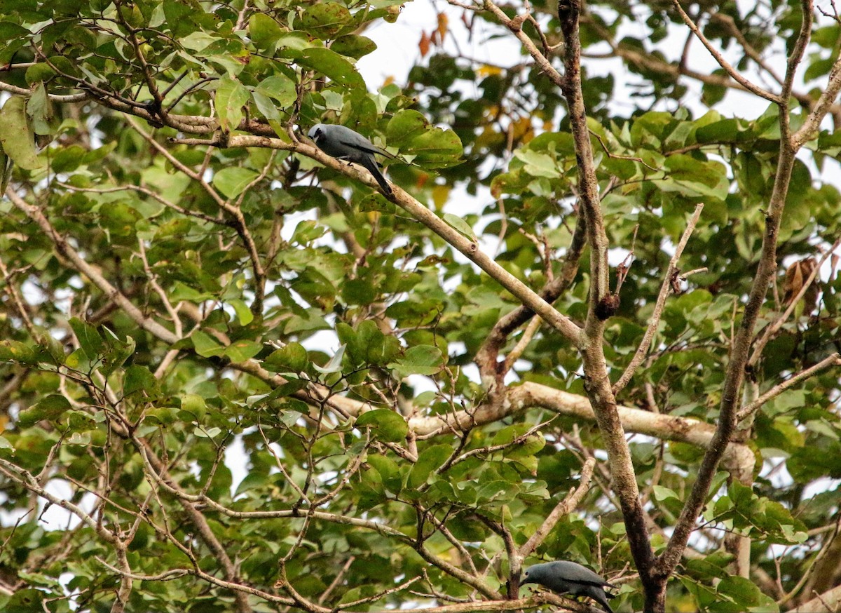Boyer's Cuckooshrike - ML640308115