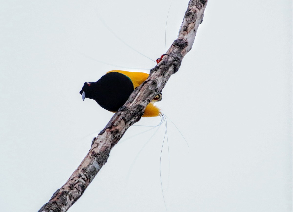 Twelve-wired Bird-of-Paradise - ML640308134