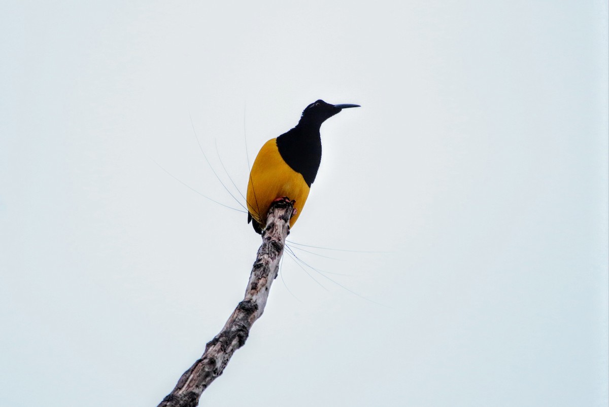 Twelve-wired Bird-of-Paradise - ML640308135