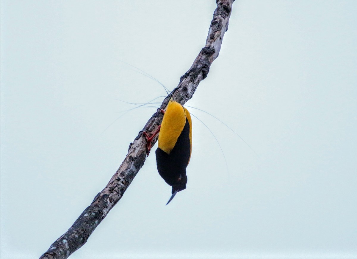 Twelve-wired Bird-of-Paradise - ML640308136