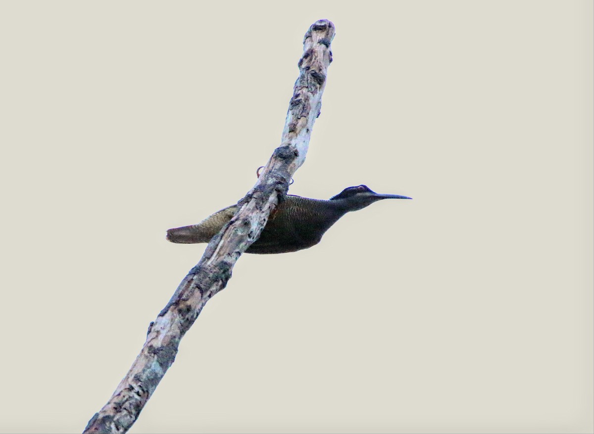 Twelve-wired Bird-of-Paradise - ML640308137