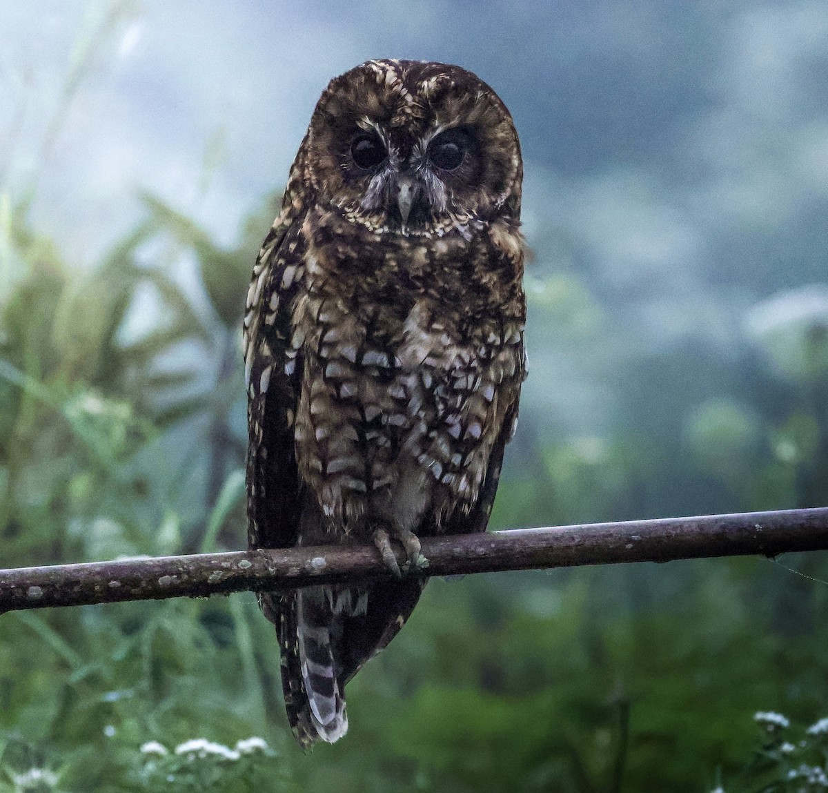 puštík čínský - ML640308141