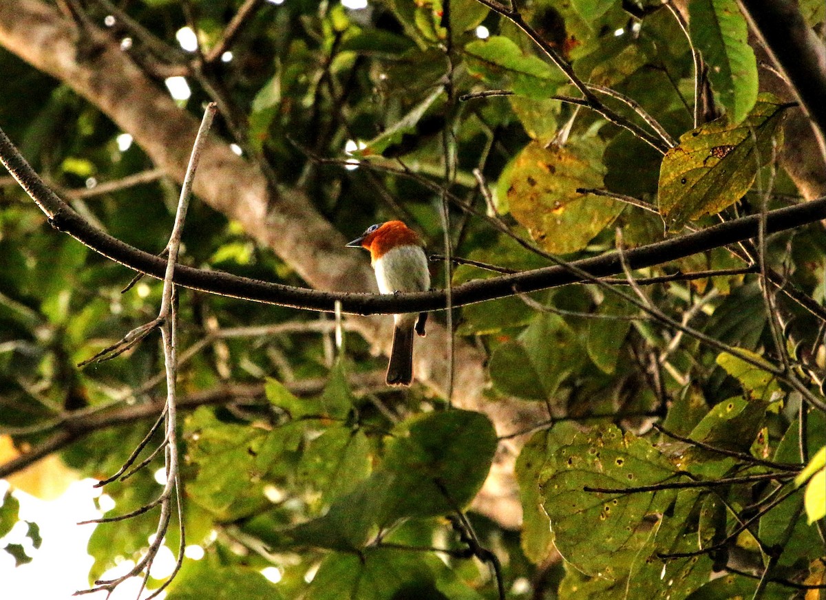 Ochre-collared Monarch - ML640308151