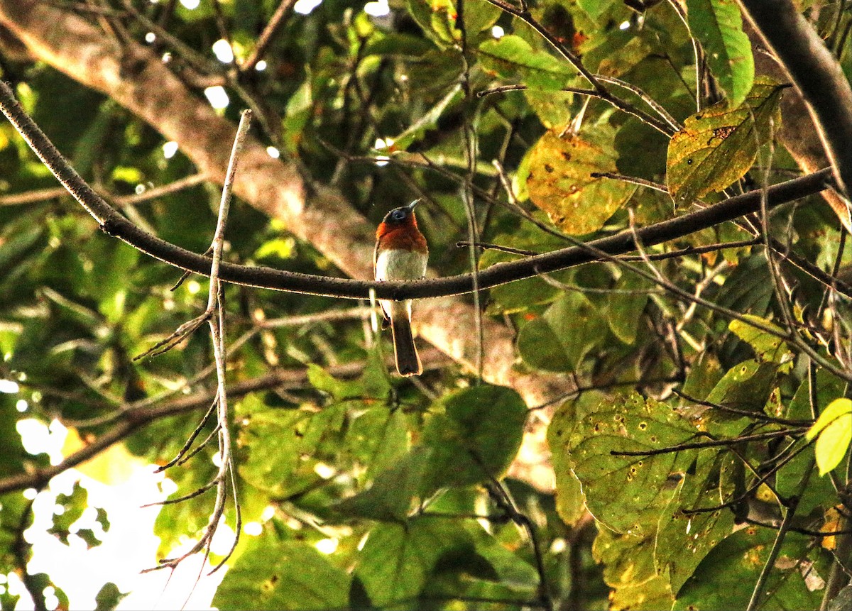Ochre-collared Monarch - ML640308152