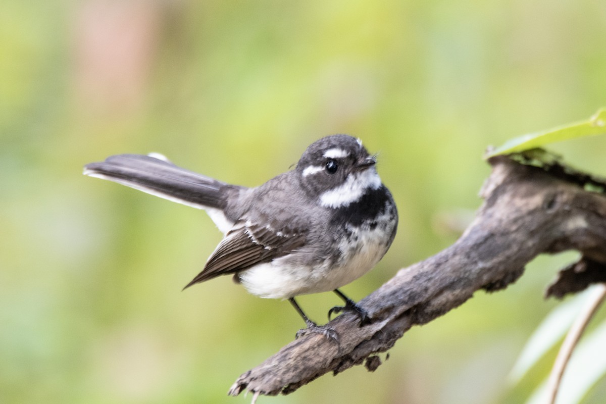 Gray Fantail (alisteri) - ML640308153