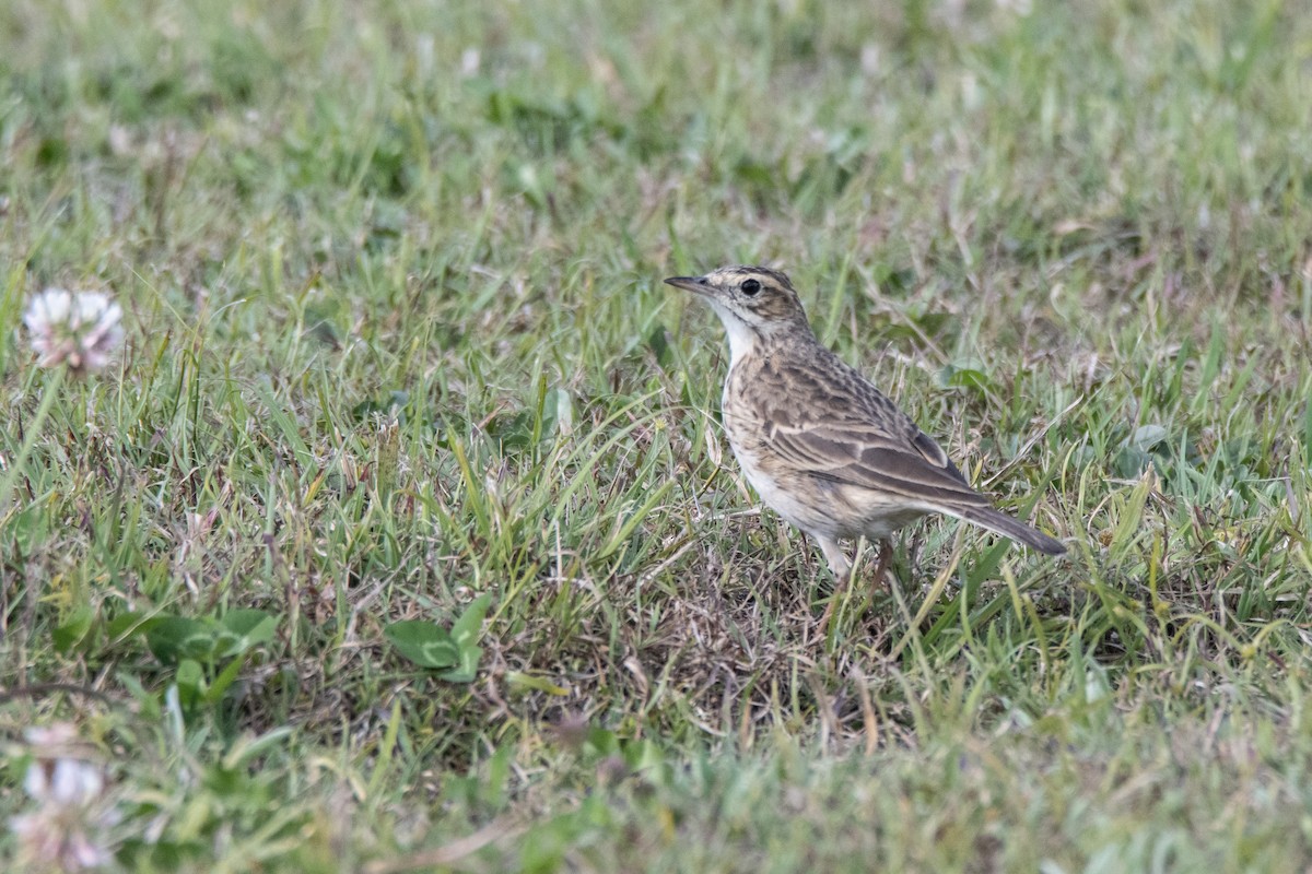 Australian Pipit - ML640308160
