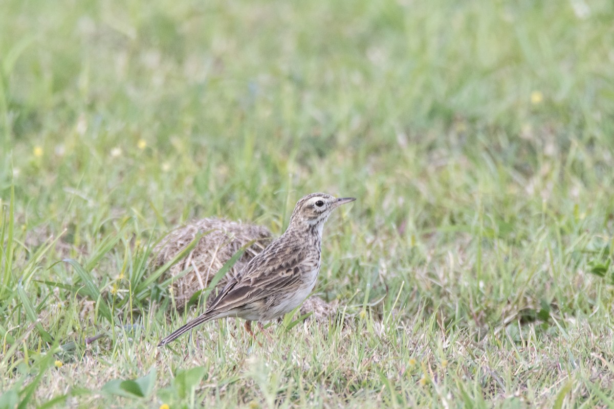 Australian Pipit - ML640308169
