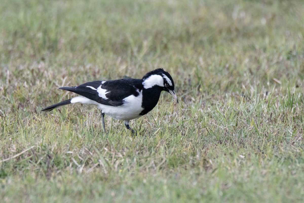 Magpie-lark - ML640308178