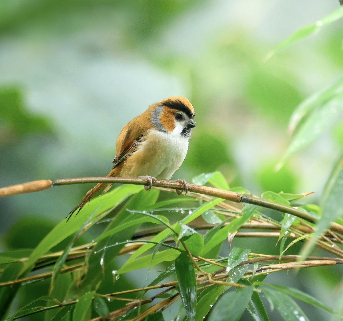 Black-throated Parrotbill - ML640308180