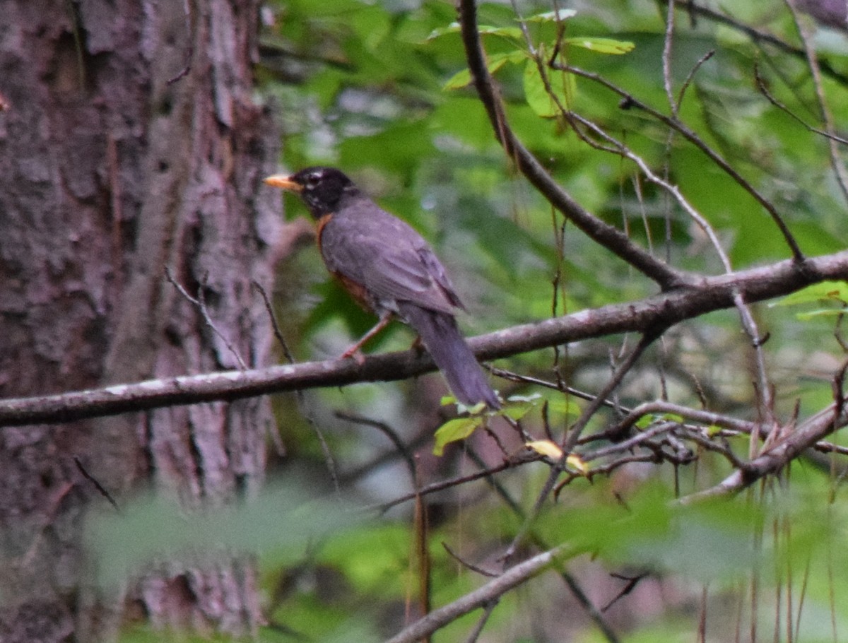 Zozo papargorria - ML640308259
