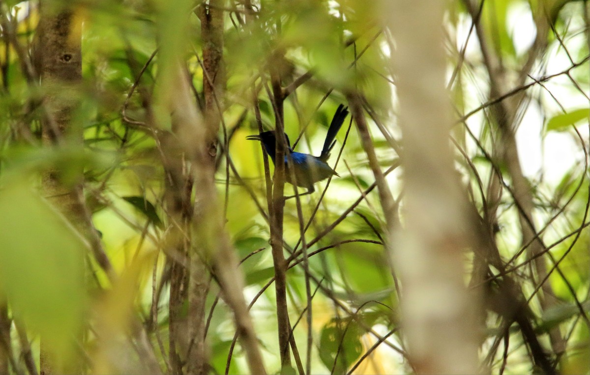 Emperor Fairywren - ML640308271