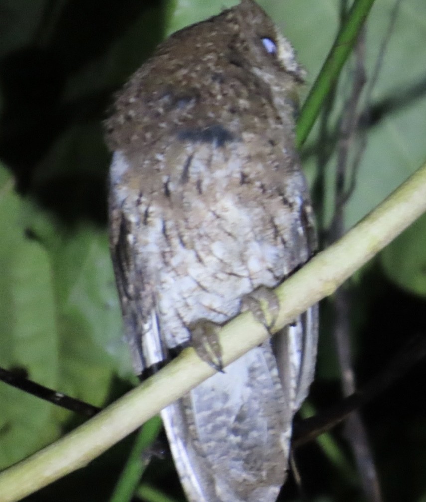 Sulawesi Scops-Owl - ML640308438