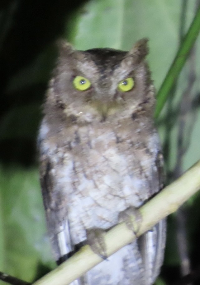 Sulawesi Scops-Owl - ML640308439
