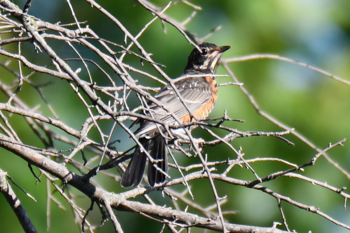 Zozo papargorria - ML640308447
