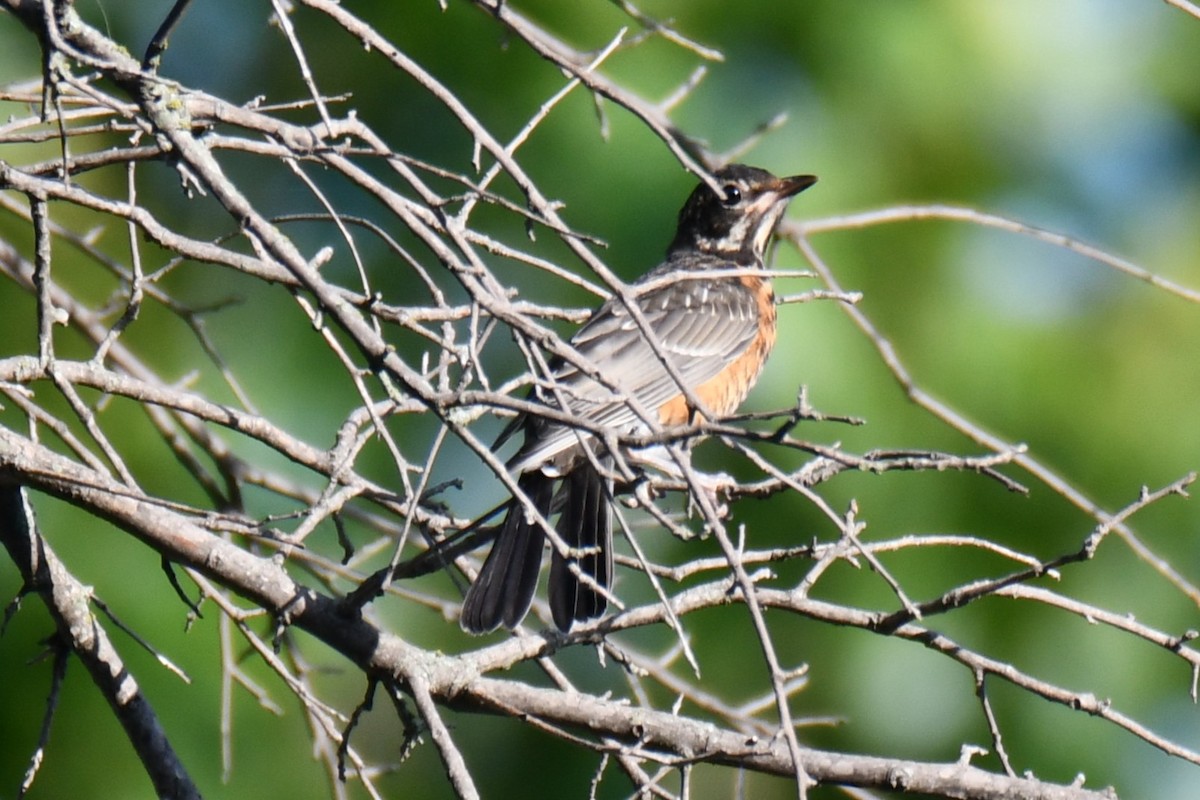 Zozo papargorria - ML640308448