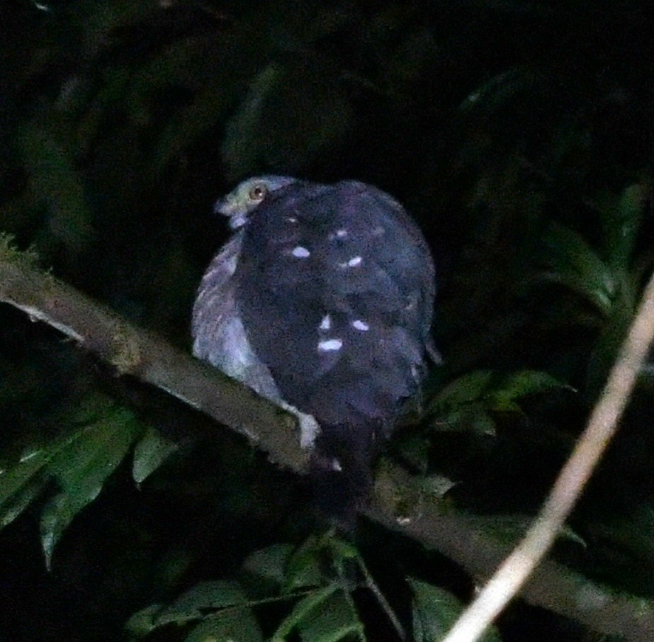 Double-toothed Kite - ML640308480