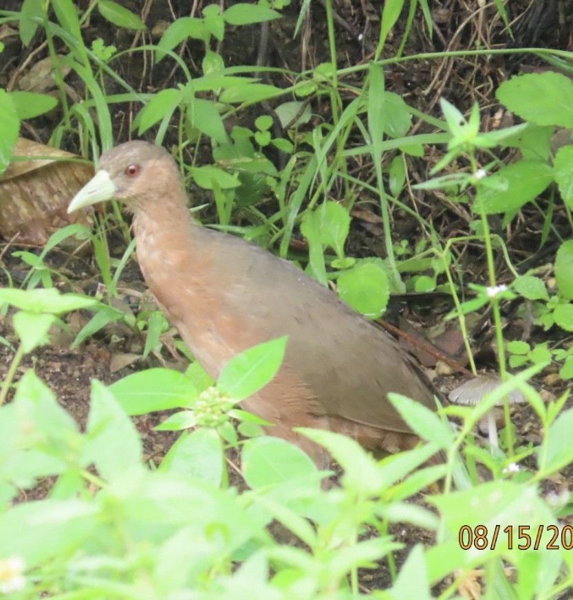 Isabelline Bush-hen - ML640308551