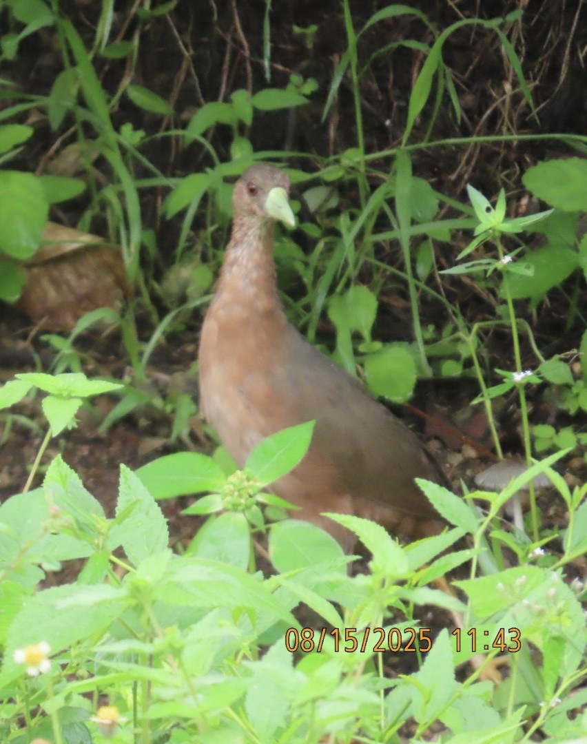 Isabelline Bush-hen - ML640308552