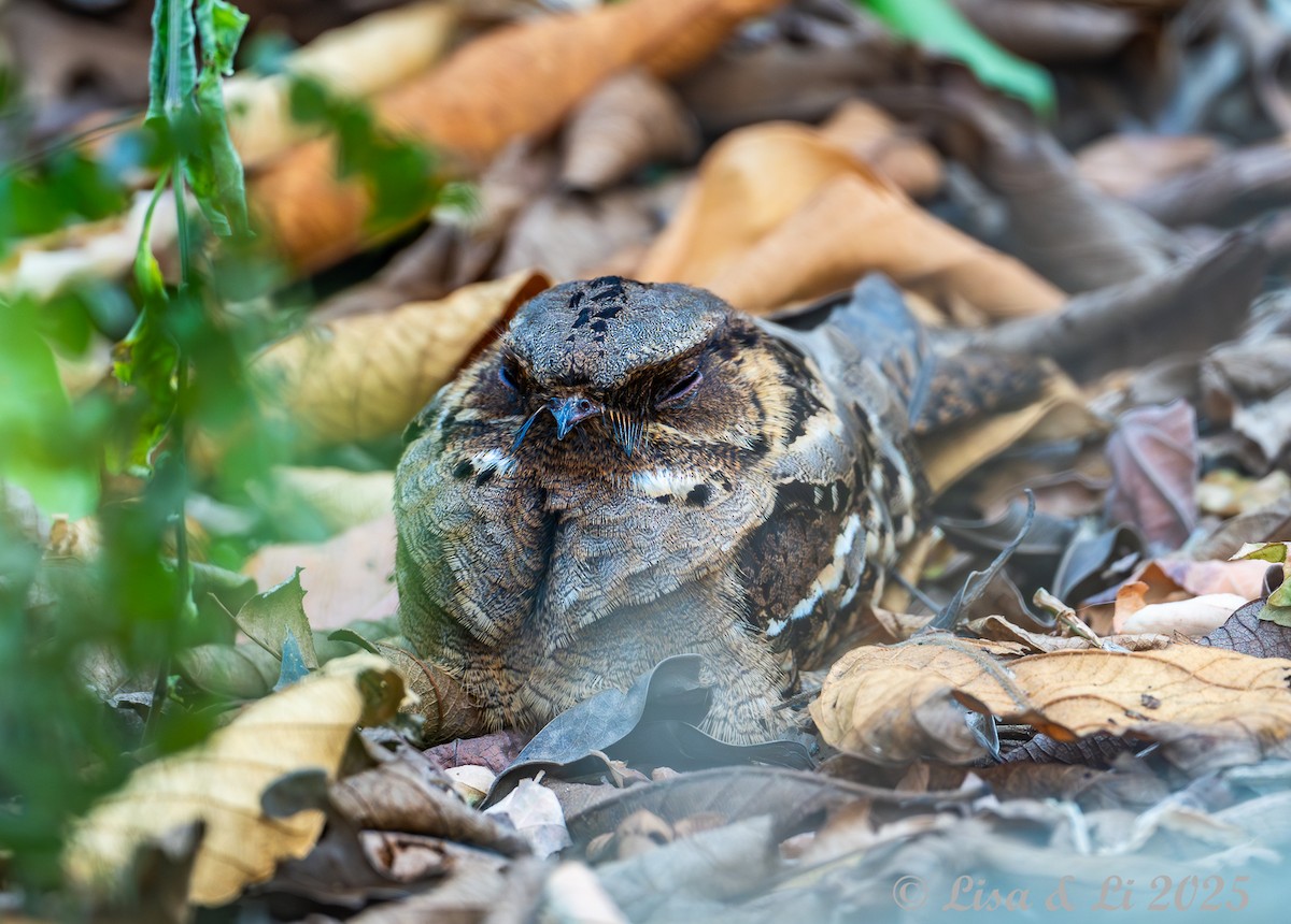 Fiery-necked Nightjar (Black-shouldered) - ML640308560