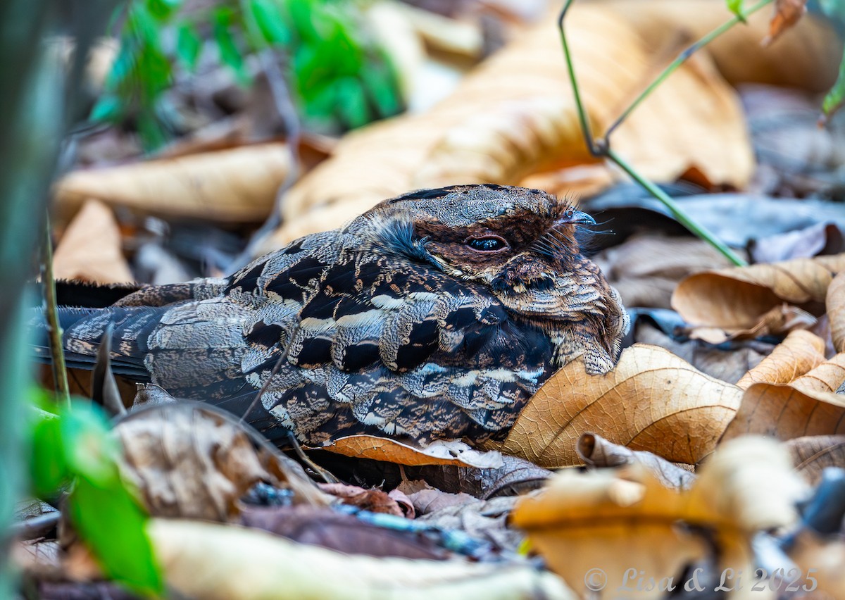 Fiery-necked Nightjar (Black-shouldered) - ML640308561