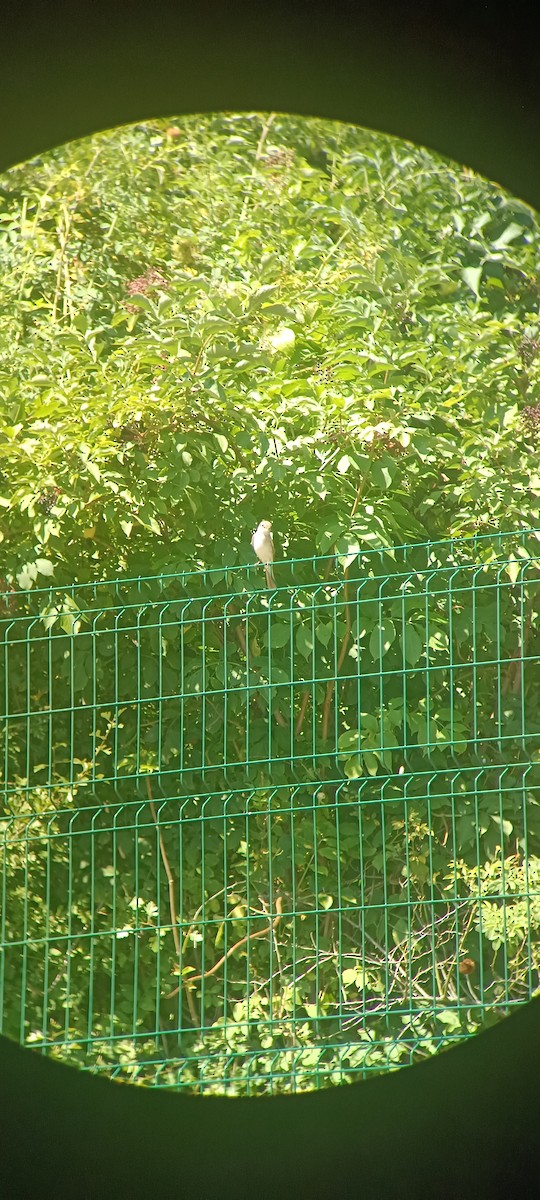 Red-backed Shrike - ML640308562