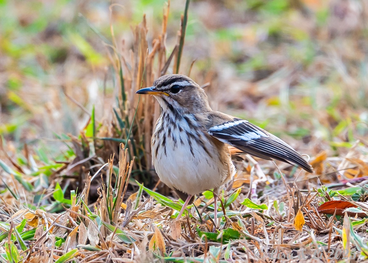 Brown-backed Scrub-Robin - ML640308623