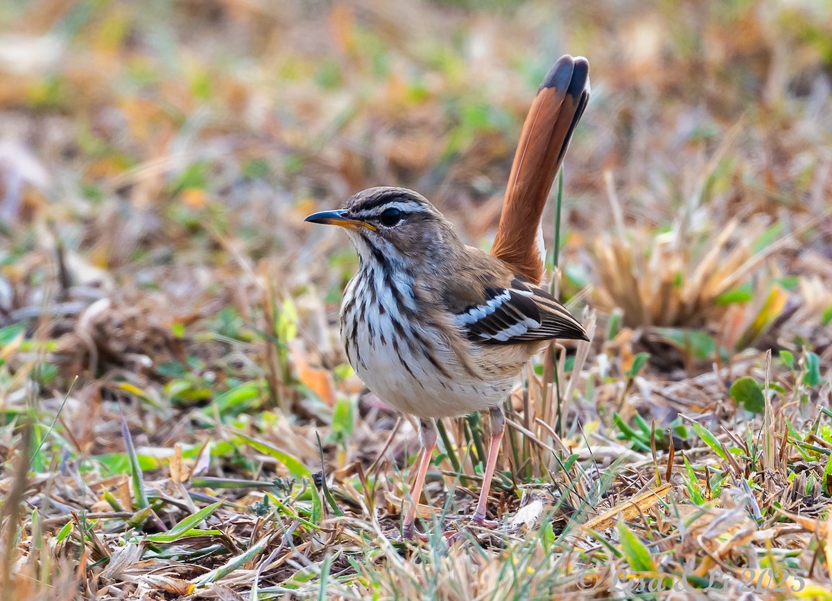 Brown-backed Scrub-Robin - ML640308624