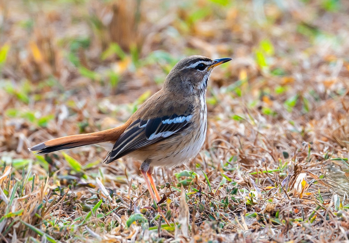 Brown-backed Scrub-Robin - ML640308625