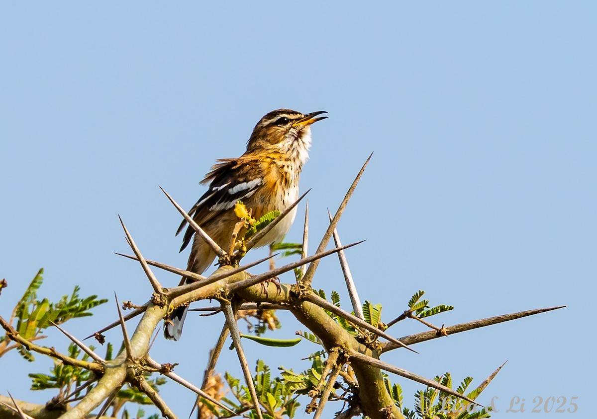 Brown-backed Scrub-Robin - ML640308684