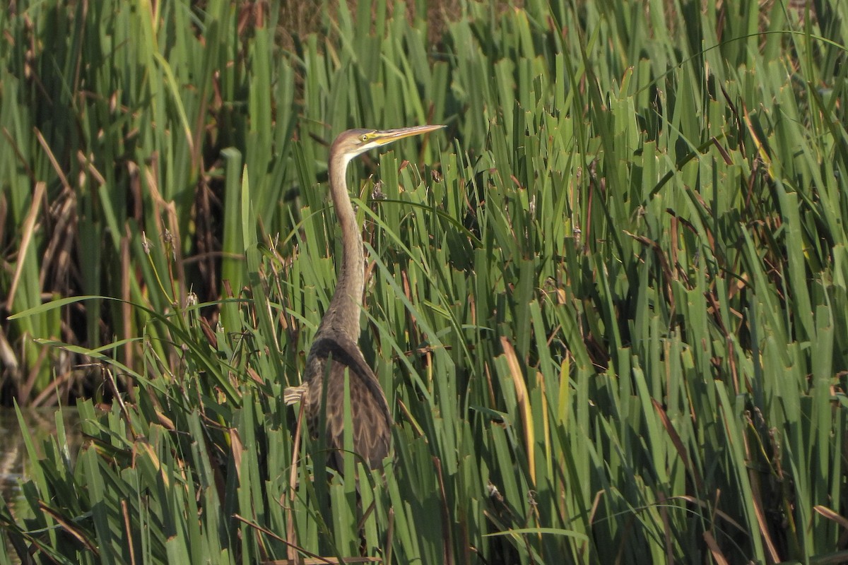 Зээрд дэглий - ML640308693