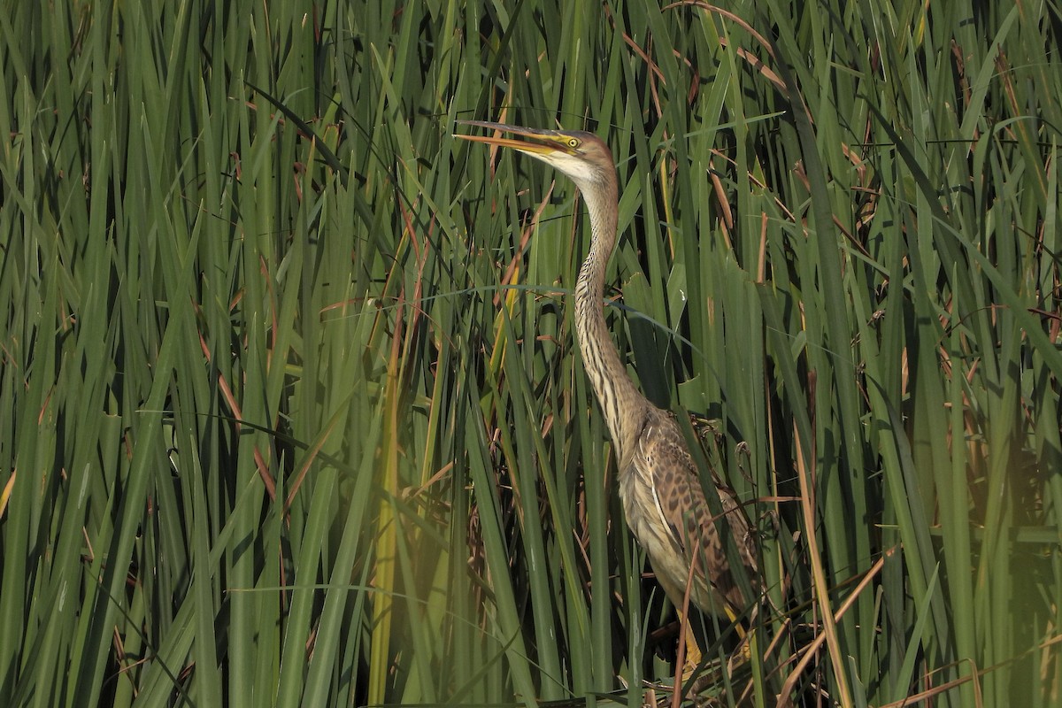 Зээрд дэглий - ML640308694