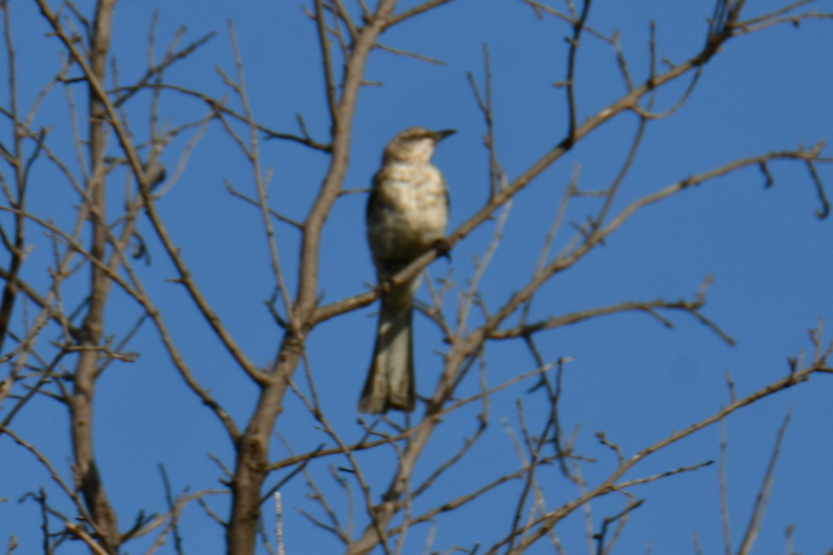 Northern Mockingbird - ML640308728