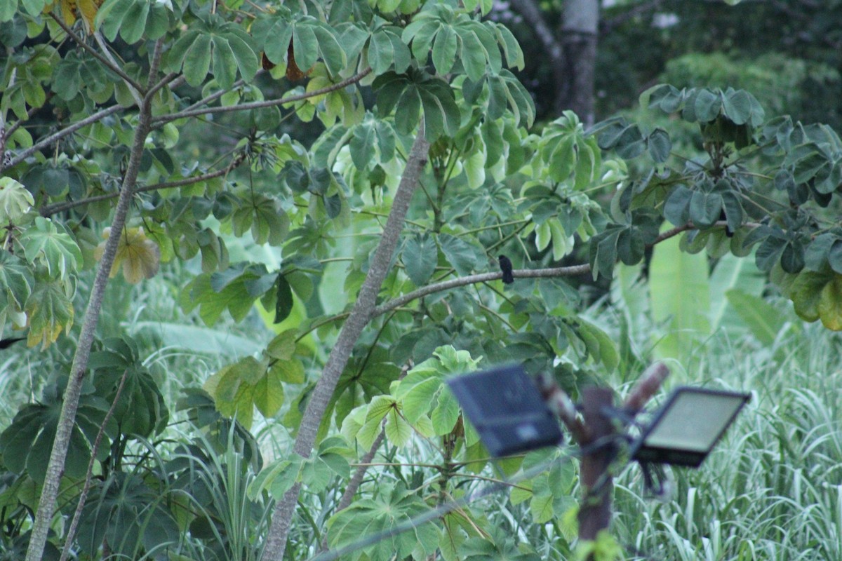 Yellow-billed Cacique - ML640308767