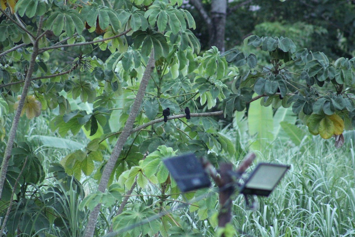 Yellow-billed Cacique - ML640308768