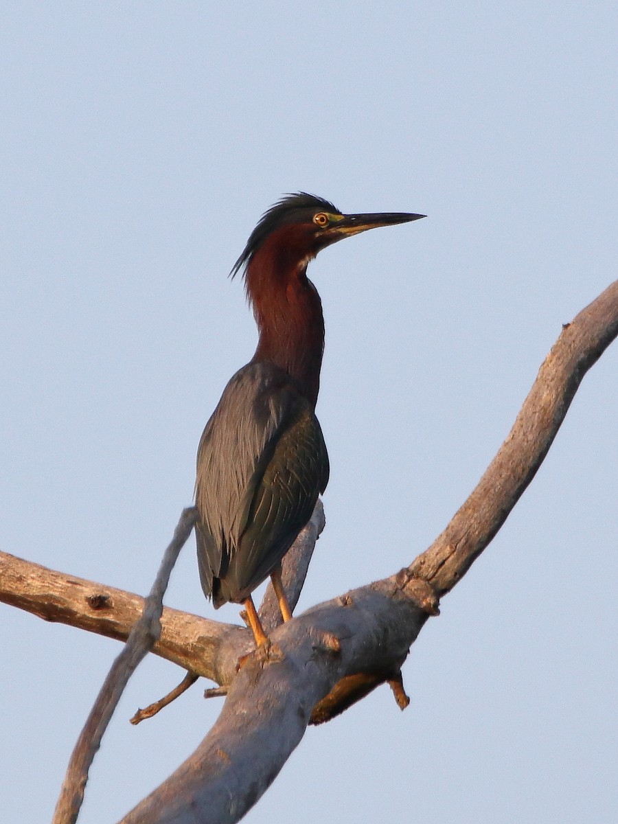 Green Heron - ML640308806