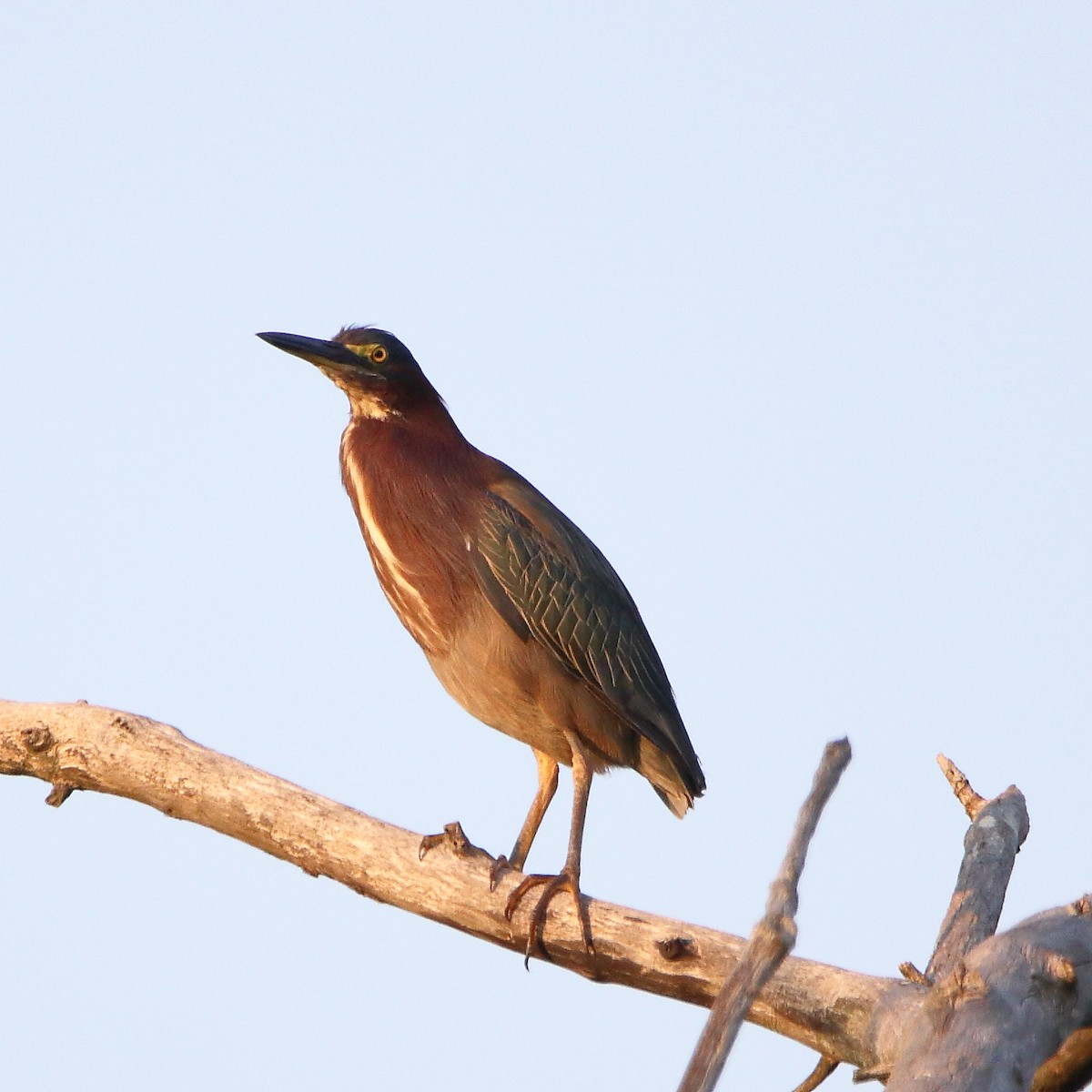 Green Heron - ML640308807